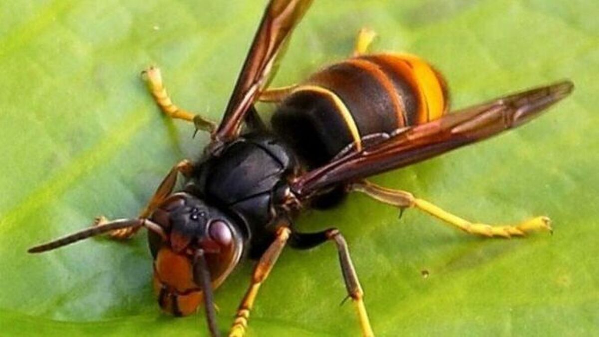 Imagen avispa asiatica